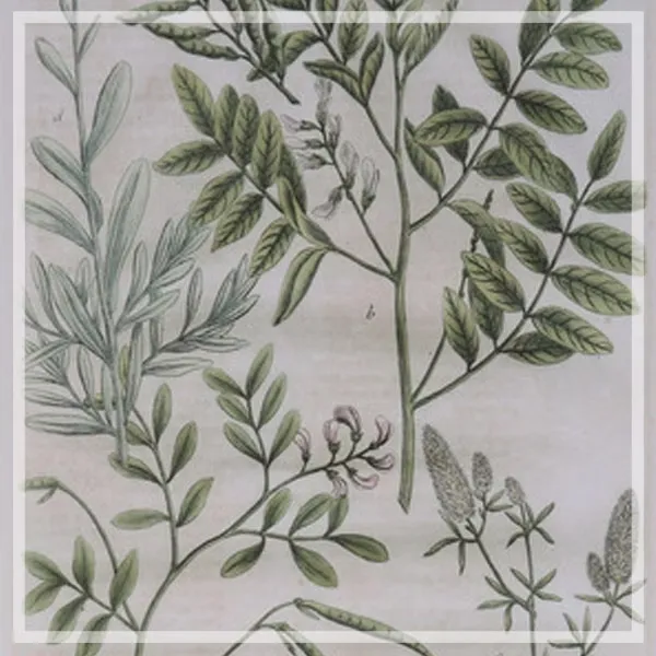 FORTUNE  有框畫 四季開花的植物花園２