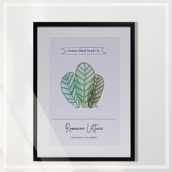 FORTUNE  有框畫  甜蘿蔓萵苣romaine lettuce