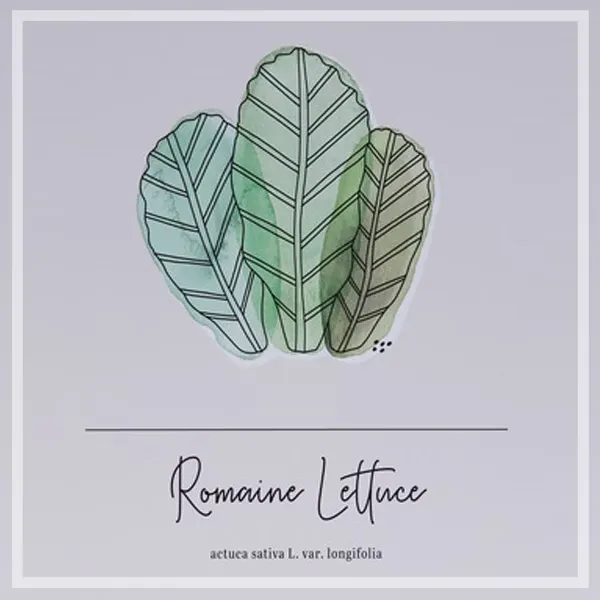 FORTUNE  有框畫  甜蘿蔓萵苣romaine lettuce